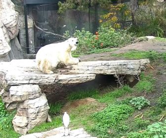 Live Polar Bear Cam at San Diego Zoo