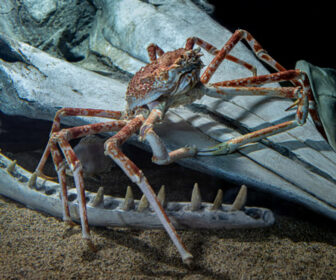 Spider Crab webcam by Monterey Bay Aquarium