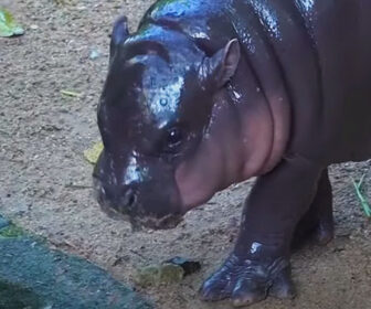 Moo Deng, Baby Pygmy Hippo Live Webcam - Thailand Zoo