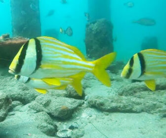 Pompano Beach Pier Underwater Webcam, Florida