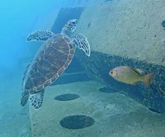 Wahoo Bay, Pompano Beach Florida Underwater Fish Cam